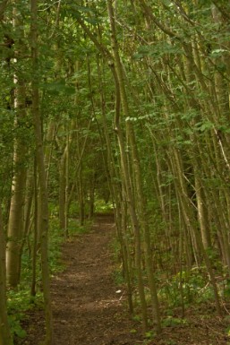 Counselling and psychotherapy London FAQs